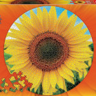 Puzzle - Educa - Girasoli - Puzzle rotondo