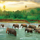 Puzzle - Eurographics - Elefanti nell acqua