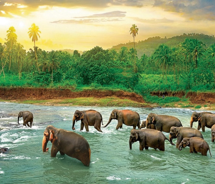 Puzzle - Eurographics - Elefanti nell acqua