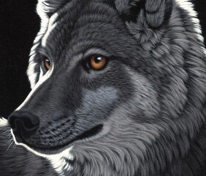 Puzzle - Grafika - Lupo notturno