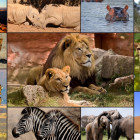 Puzzle - Grafika - Animali dell Africa