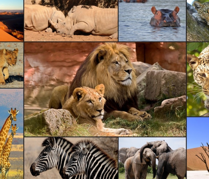 Puzzle - Grafika - Animali dell Africa