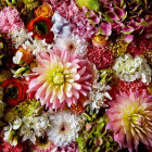 Puzzle - Heye - Puszysta dalia