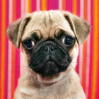 Puzzle - Heye - Cane - MINI PUZZLE