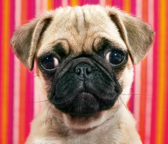 Puzzle - Heye - Cane - MINI PUZZLE