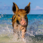 Puzzle - Heye - Maiale sulla spiaggia