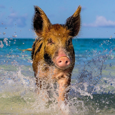 Maiale sulla spiaggia