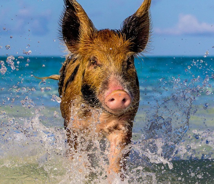 Puzzle - Heye - Maiale sulla spiaggia