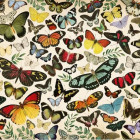 Puzzle - Jumbo - Farfalle