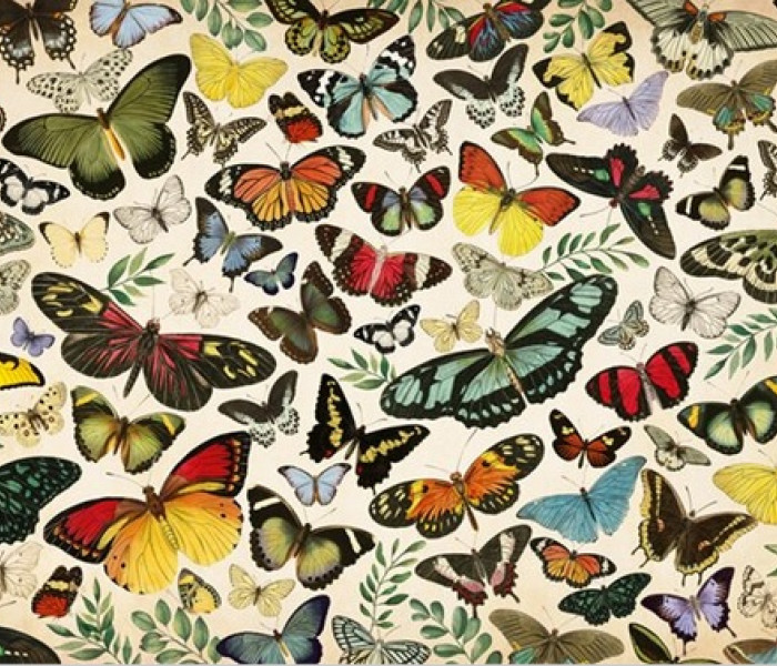 Puzzle - Jumbo - Farfalle