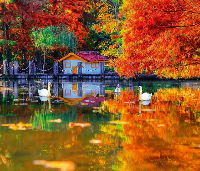 Puzzle - King - Casa piccola sul lago