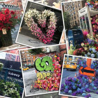 Puzzle - Ravensburger - Fiori a New York
