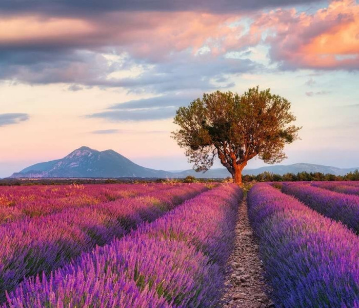 Puzzle - Ravensburger - Campo di lavanda