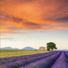 Puzzle - Schmidt - Campo di lavanda