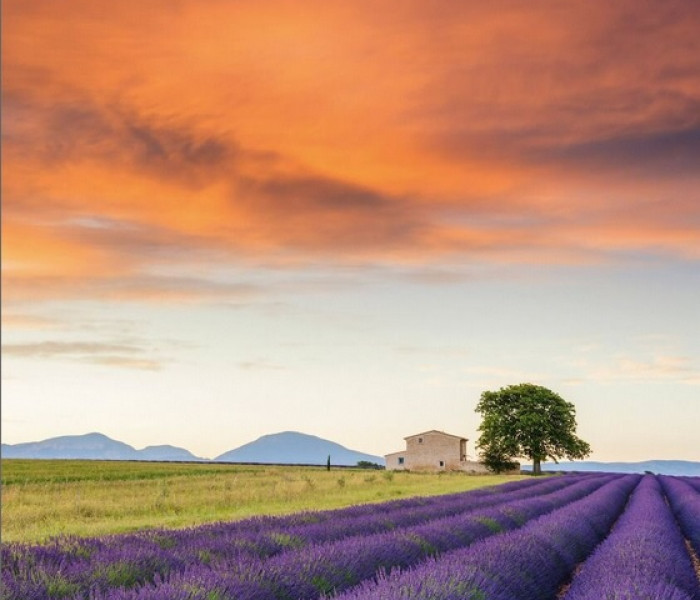 Puzzle - Schmidt - Campo di lavanda
