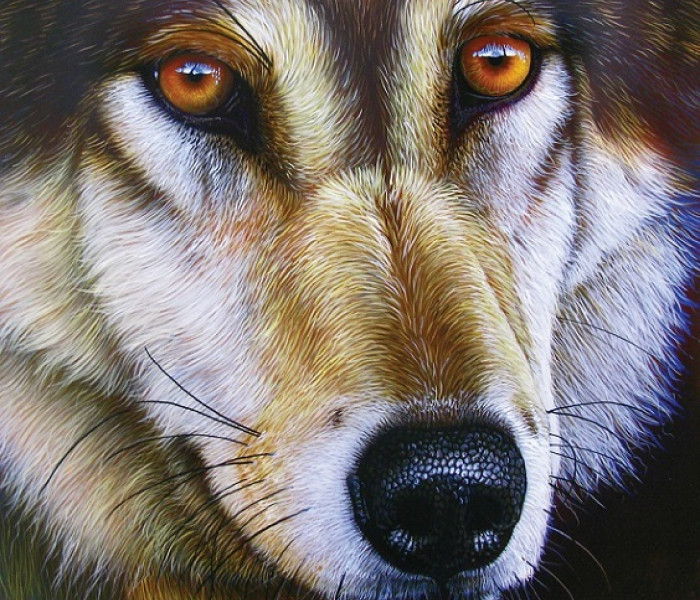 Puzzle - Sunsout - Faccia di lupo