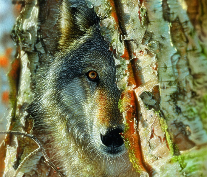 Puzzle - Sunsout - Lupo