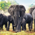 Puzzle - Trefl - Elefanti africani