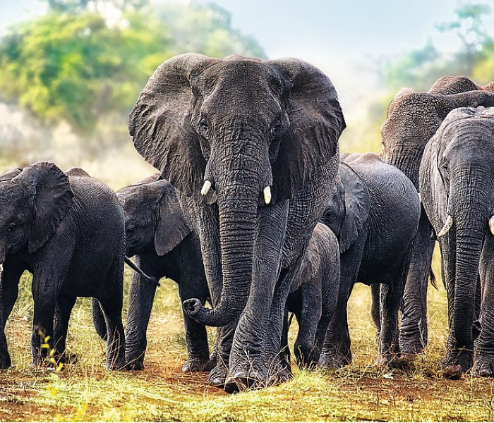 Puzzle - Trefl - Elefanti africani
