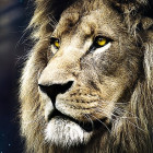 Puzzle - Trefl - Ritratto di un leone