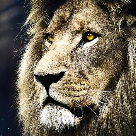 Ritratto di un leone