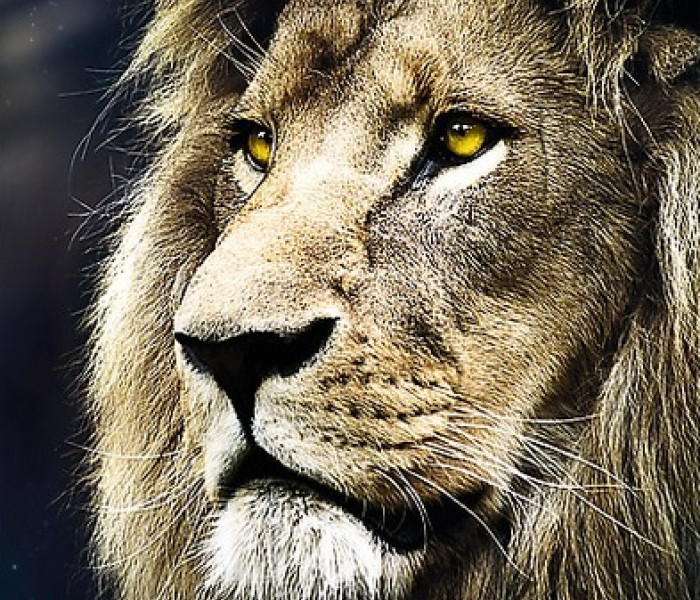 Puzzle - Trefl - Ritratto di un leone