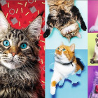 Puzzle - Trefl - Gatti