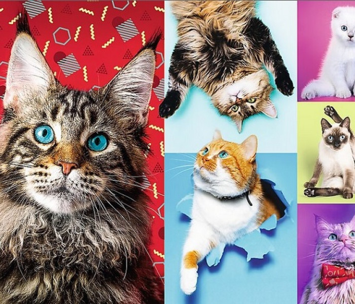 Puzzle - Trefl - Gatti