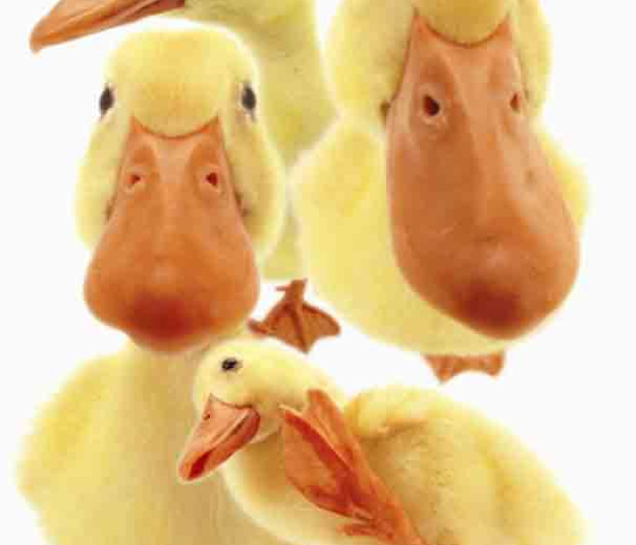 Puzzle - Piatnik - Anatre