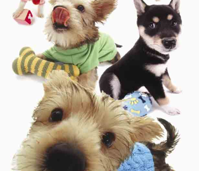 Puzzle - Piatnik - Cuccioli