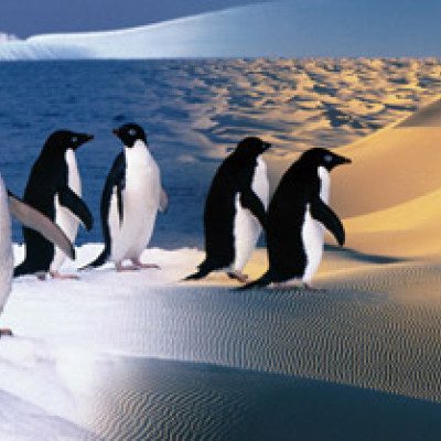 Pinguini felici - Puzzle panoramico