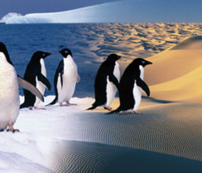 Puzzle - Zdeko - Pinguini felici - Puzzle panoramico